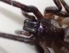 Segestria florentina